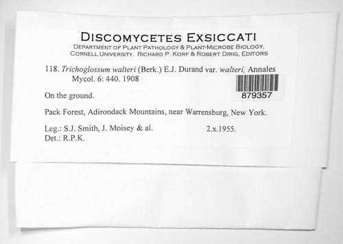 Geoglossaceae image